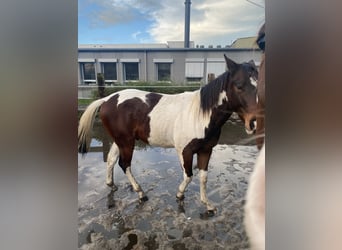 Paint Horse, Wallach, 2 Jahre, 152 cm, Tobiano-alle-Farben