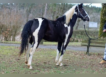 Paint Horse, Wallach, 2 Jahre, 153 cm, Tobiano-alle-Farben