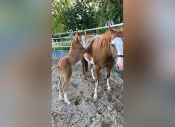Paint Horse, Wallach, 2 Jahre, 154 cm, Fuchs