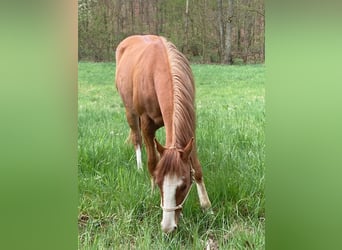 Paint Horse, Wallach, 2 Jahre, 154 cm, Fuchs