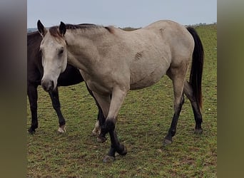 Paint Horse, Wallach, 2 Jahre, 155 cm, Buckskin