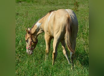 Paint Horse, Wallach, 2 Jahre, 156 cm, Champagne