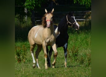 Paint Horse, Wallach, 2 Jahre, 156 cm, Champagne