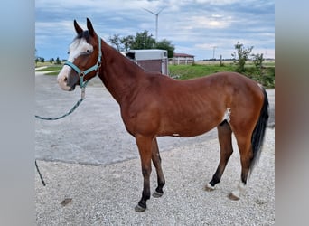 Paint Horse, Wallach, 2 Jahre