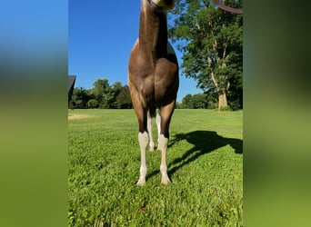 Paint Horse, Wallach, 2 Jahre, Tobiano-alle-Farben