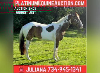 Paint Horse, Wallach, 2 Jahre, Tobiano-alle-Farben