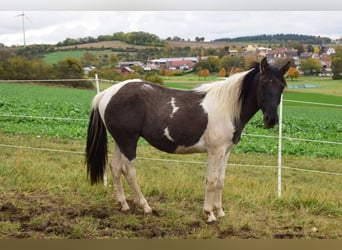 Paint Horse, Wallach, 3 Jahre, 143 cm, Grullo