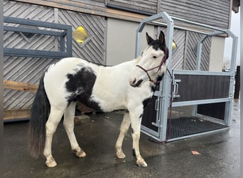 Paint Horse, Wallach, 3 Jahre, 145 cm, Schecke
