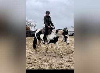 Paint Horse, Wallach, 3 Jahre, 145 cm, Schecke