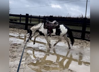 Paint Horse, Wallach, 3 Jahre, 145 cm, Schecke