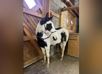 Paint Horse, Wallach, 3 Jahre, 145 cm, Schecke