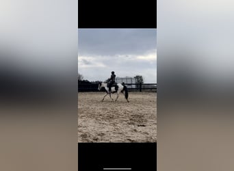Paint Horse, Wallach, 3 Jahre, 145 cm, Schecke