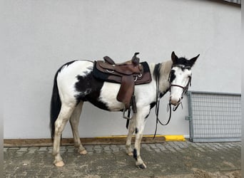 Paint Horse, Wallach, 3 Jahre, 145 cm, Schecke