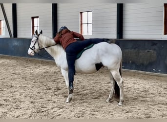Paint Horse, Wallach, 3 Jahre, 145 cm, Tobiano-alle-Farben
