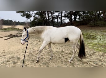 Paint Horse, Wallach, 3 Jahre, 145 cm, Tobiano-alle-Farben