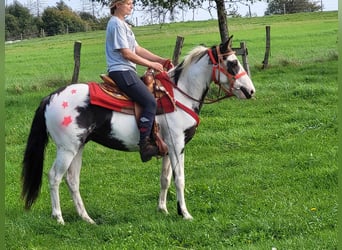 Paint Horse, Wallach, 3 Jahre, 146 cm, Schecke