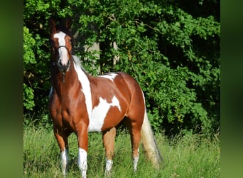 Paint Horse, Wallach, 3 Jahre, 149 cm, Tobiano-alle-Farben