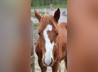 Paint Horse, Wallach, 3 Jahre, 150 cm, Fuchs