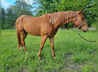 Paint Horse, Wallach, 3 Jahre, 151 cm, Fuchs