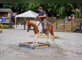 Paint Horse, Wallach, 3 Jahre, 152 cm, Palomino