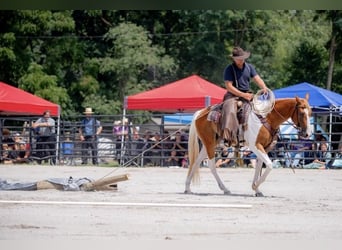 Paint Horse, Wallach, 3 Jahre, 152 cm, Palomino