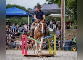 Paint Horse, Wallach, 3 Jahre, 152 cm, Palomino