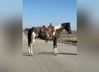 Paint Horse Mix, Wallach, 3 Jahre, 152 cm, Roan-Blue