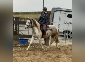 Paint Horse Mix, Wallach, 3 Jahre, 153 cm, Schecke