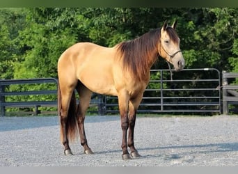 Paint Horse, Wallach, 3 Jahre, 155 cm, Buckskin
