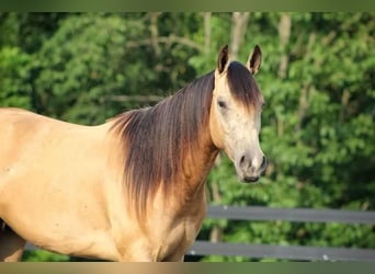 Paint Horse, Wallach, 3 Jahre, 155 cm, Buckskin