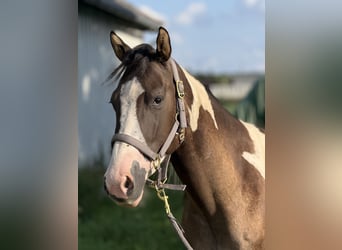 Paint Horse, Wallach, 3 Jahre, 155 cm, Grullo
