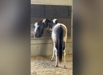 Paint Horse, Wallach, 3 Jahre, 155 cm, Grullo