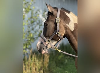 Paint Horse, Wallach, 3 Jahre, 155 cm, Grullo