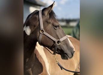 Paint Horse, Wallach, 3 Jahre, 155 cm, Grullo