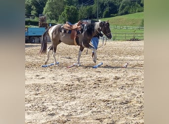 Paint Horse, Wallach, 3 Jahre, 155 cm, Grullo