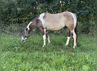 Paint Horse, Wallach, 3 Jahre, 155 cm, Grullo