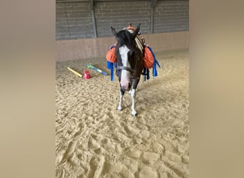 Paint Horse, Wallach, 3 Jahre, 155 cm, Grullo