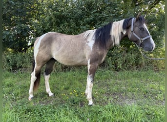 Paint Horse, Wallach, 3 Jahre, 155 cm, Grullo