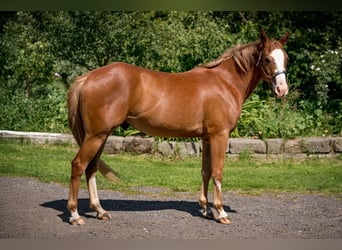 Paint Horse, Wallach, 3 Jahre, 155 cm, Overo-alle-Farben