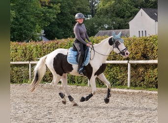 Paint Horse Mix, Wallach, 3 Jahre, 155 cm, Schecke