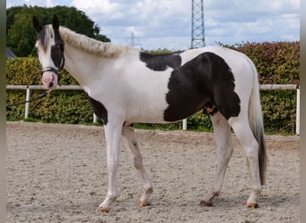 Paint Horse Mix, Wallach, 3 Jahre, 155 cm, Schecke