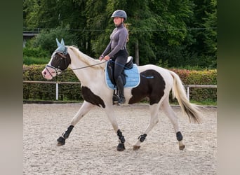 Paint Horse Mix, Wallach, 3 Jahre, 155 cm, Schecke