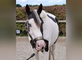 Paint Horse Mix, Wallach, 3 Jahre, 155 cm, Schecke