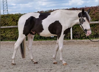 Paint Horse Mix, Wallach, 3 Jahre, 155 cm, Schecke