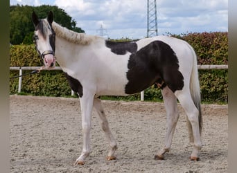 Paint Horse Mix, Wallach, 3 Jahre, 155 cm, Schecke
