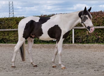 Paint Horse Mix, Wallach, 3 Jahre, 155 cm, Schecke