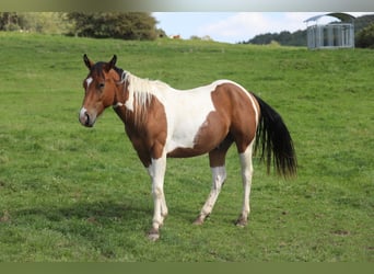 Paint Horse, Wallach, 3 Jahre, 155 cm, Schecke