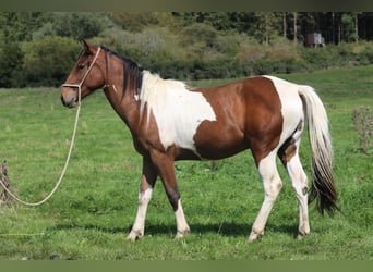 Paint Horse Mix, Wallach, 3 Jahre, 156 cm, Schecke
