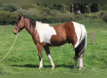 Paint Horse Mix, Wallach, 3 Jahre, 156 cm, Schecke