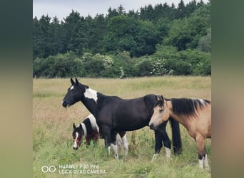 Paint Horse Mix, Wallach, 3 Jahre, 160 cm